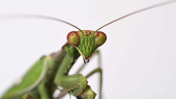 praying mantis | 2015-10-21