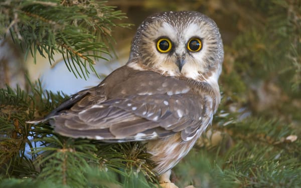 exorcist owls | 2015-12-09