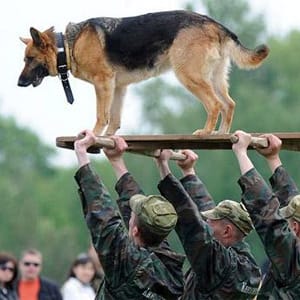 action dogs | 2016-01-20