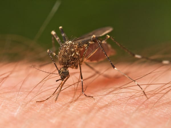 mosquitoes | 2016-02-17