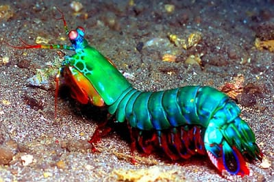 peacock mantis shrimp | 2016-05-25