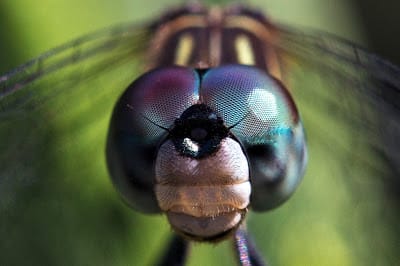 specialized eyes | 2016-05-18