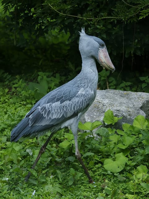 shoebill storks | 2016-08-10