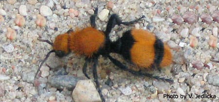 velvet ants | 2016-09-21