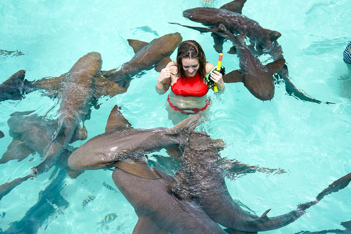 shark swarm