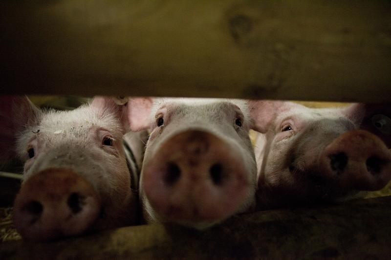 pigs